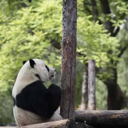 A giant panda in the zooの写真素材