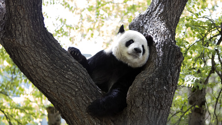 A giant panda in the zooの写真素材
