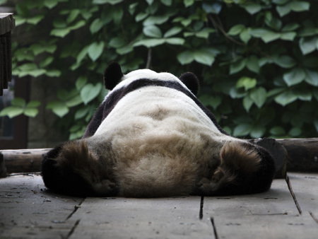 A giant panda in the zooの写真素材