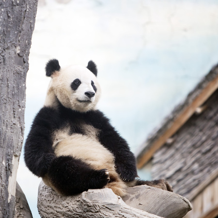 A giant panda in the zooの写真素材