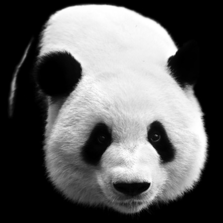 A giant panda in the zooの写真素材