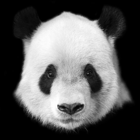 A giant panda is at the zooの写真素材