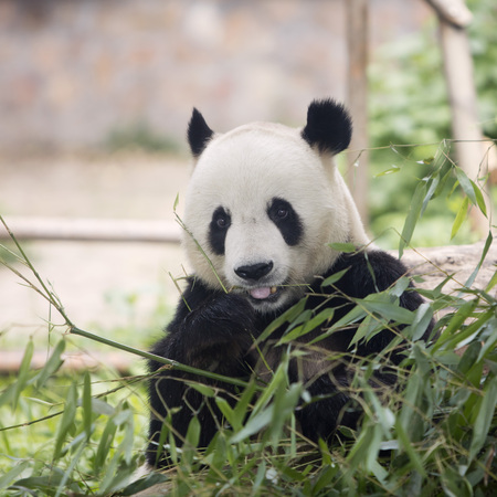 A giant panda is at the zooの写真素材