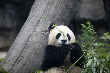 A giant panda in Beijing Zooの写真素材