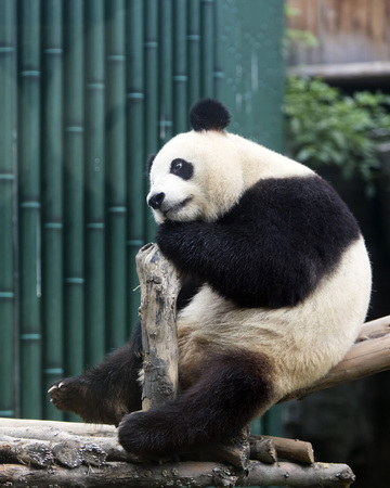A giant panda in the zooの写真素材