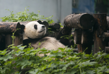 A giant panda in the zooの写真素材