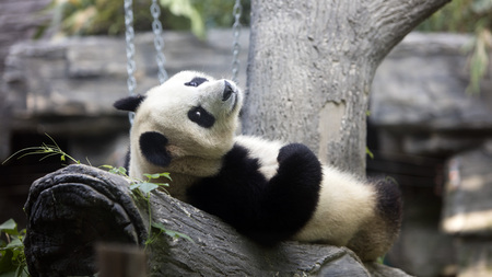 A giant panda in the zooの写真素材