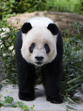 A giant panda in the zooの写真素材