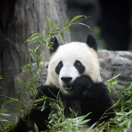 A giant panda in the zooの写真素材