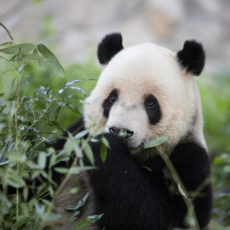 a giant panda in the zooの写真素材
