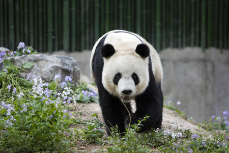a giant panda in the Zooの写真素材