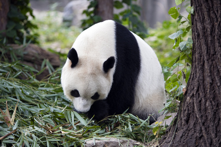 a giant panda in the Beijing Zooの写真素材
