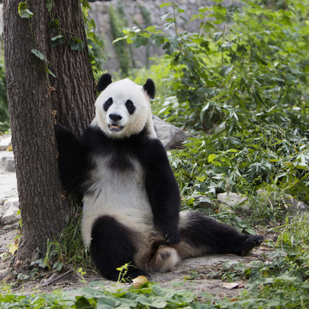 a giant panda in the zooの写真素材
