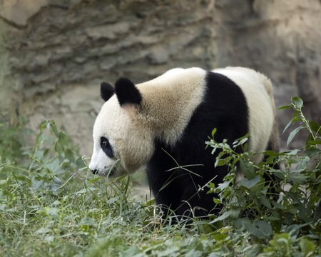a giant panda in the zooの写真素材