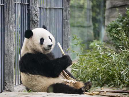 a giant panda in the zooの写真素材