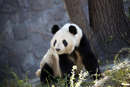 a giant panda in the zooの写真素材