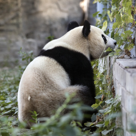 a giant panda in the zooの写真素材