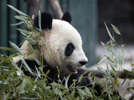a giant panda in the zooの写真素材