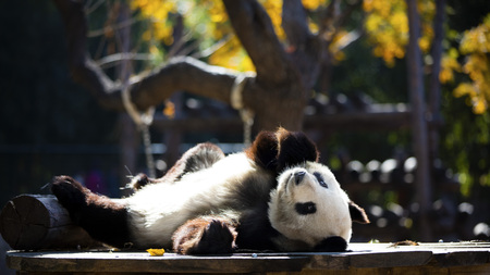a giant panda in the zooの写真素材