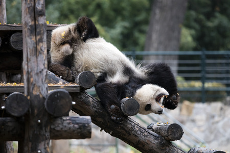 a panda in the zooの写真素材