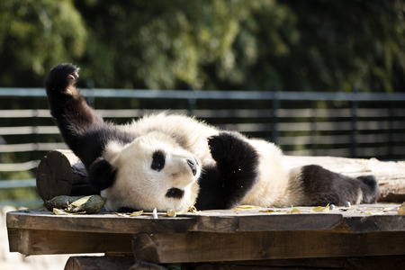 a giant panda in the zooの写真素材