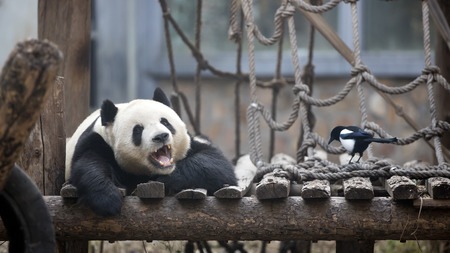 a giant panda and a bird in the zooの写真素材