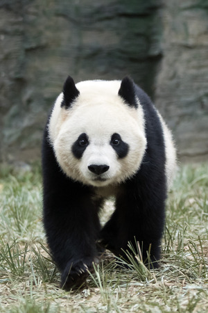 a giant panda in the zooの写真素材