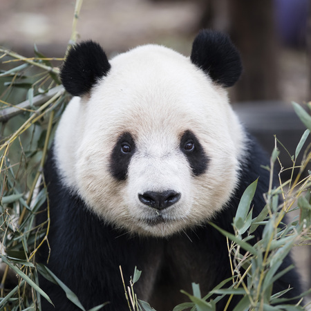 a giant panda in the zooの写真素材