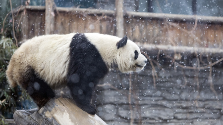 a giant panda in the zooの写真素材