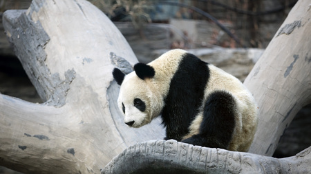 a giant panda in the zooの写真素材