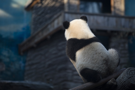 a giant panda in the zooの写真素材