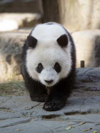 a giant panda in the zooの写真素材