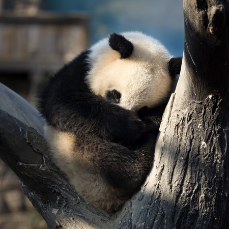 a giant panda in the zooの写真素材
