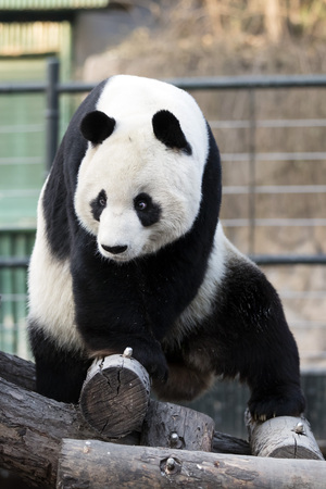 a panda in the zooの写真素材