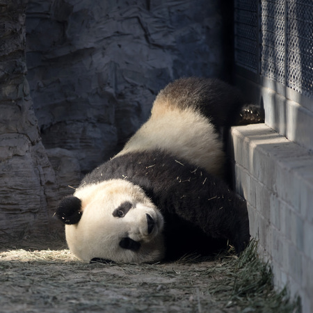 a giant panda in the zooの写真素材