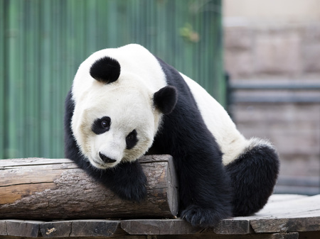 a giant panda in the zooの写真素材