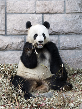 a giant panda in the zooの写真素材