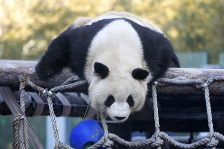a giant panda in the zooの写真素材