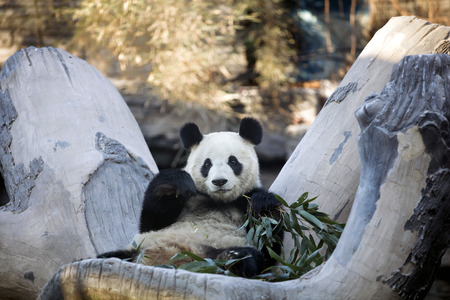 a giant panda in the zooの写真素材
