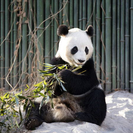 a giant panda in the zooの写真素材