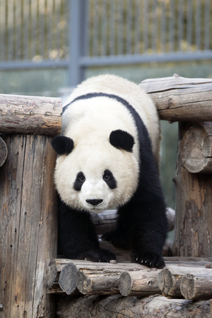 a giant panda in the zooの写真素材