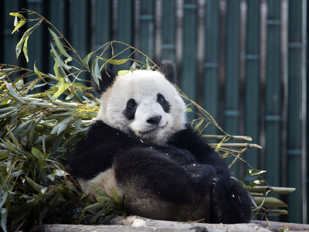 a giant panda in the zooの写真素材