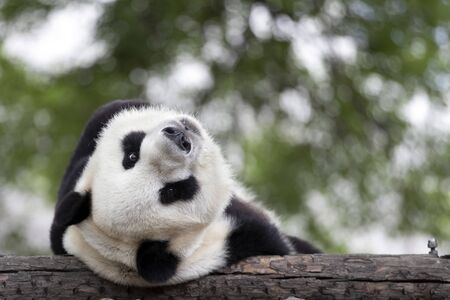 a giant panda in the zooの写真素材