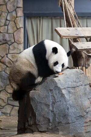 a giant panda in the zooの写真素材