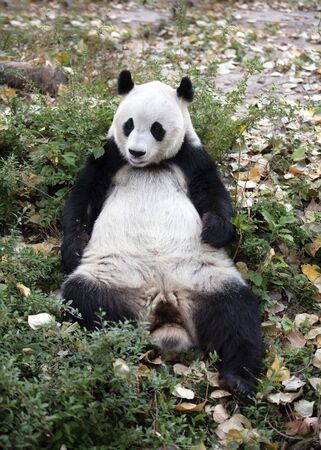 a giant panda in the zooの写真素材