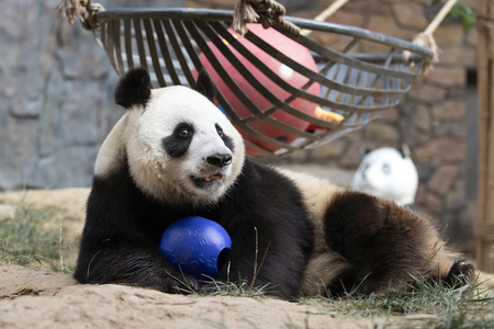 a giant panda in the zooのeditorial素材
