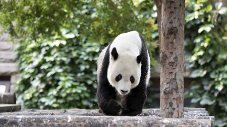 a giant panda in the zooの写真素材