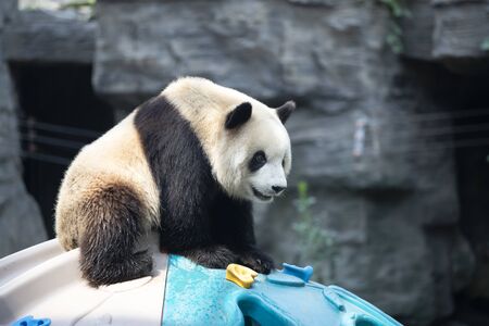 a giant panda in the zooの写真素材