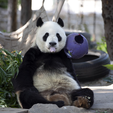 a giant panda in the zooのeditorial素材