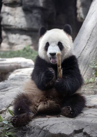 a giant panda in the zooの写真素材